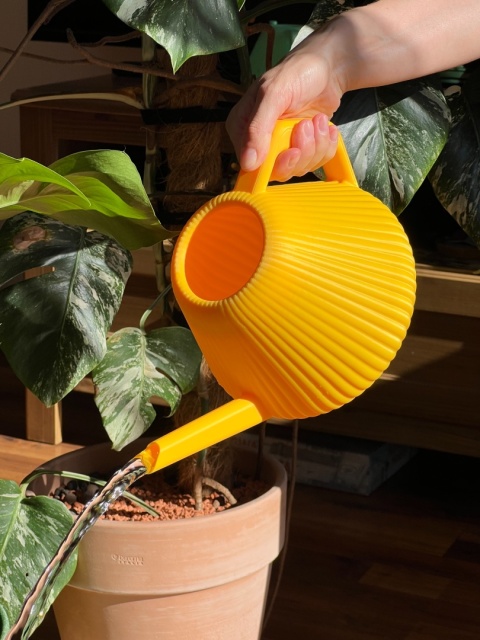 Konewka Venusta Sunny Glow