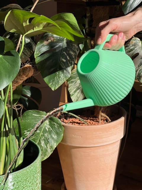 Konewka Venusta Mint Breeze